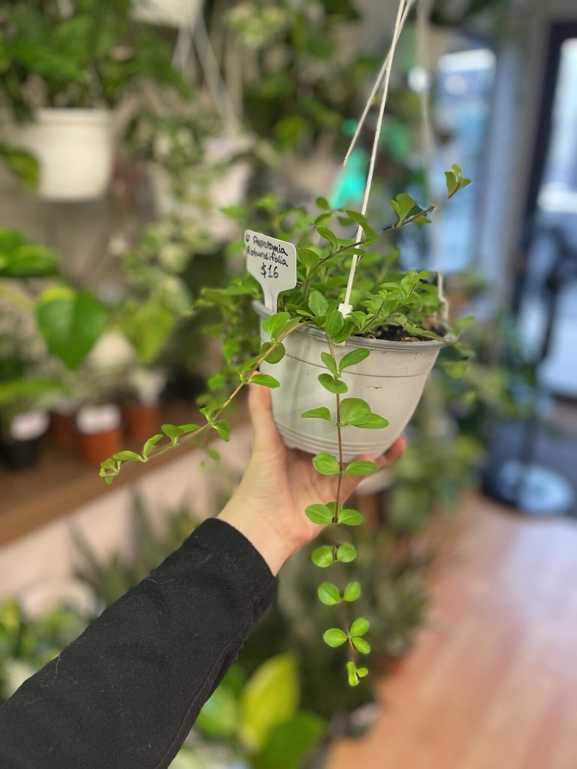 6&quot; Peperomia Rotundifolia