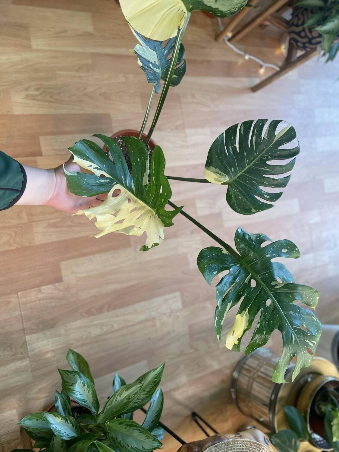 8&quot; Monstera Thai Constellation
