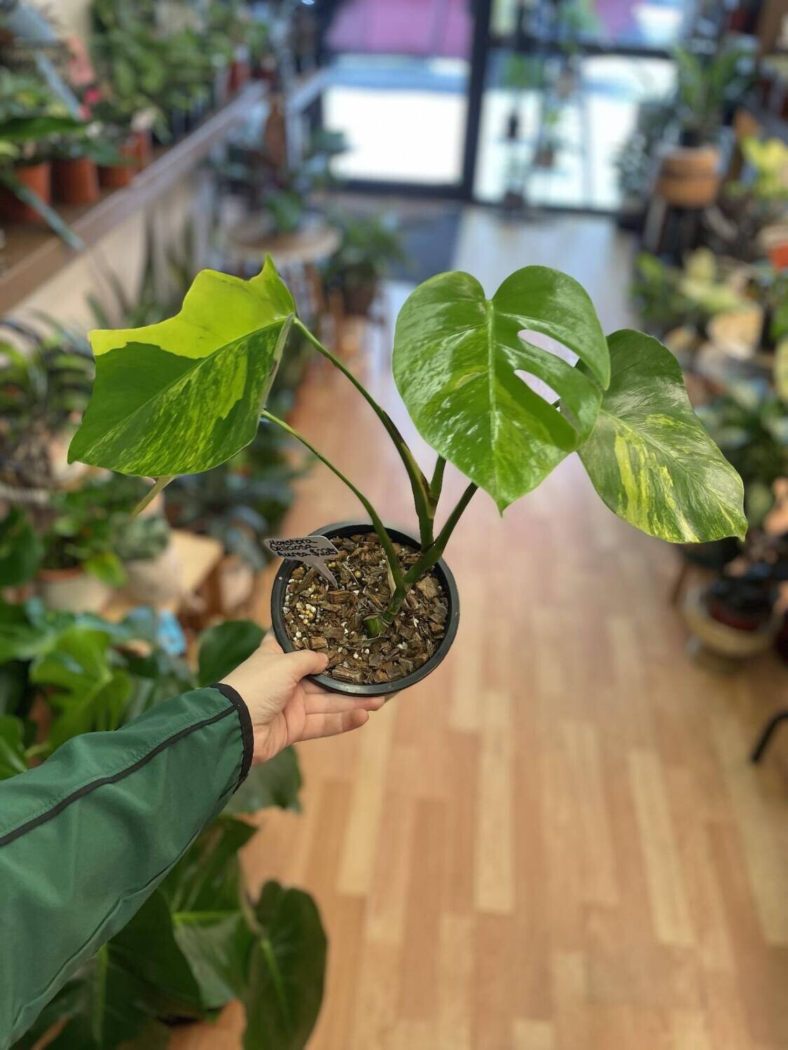 6&quot; Monstera Deliciosa Aurea (Marmorata)