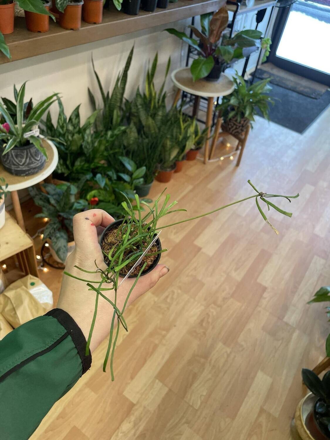 2.5&quot; Hoya Retusa
