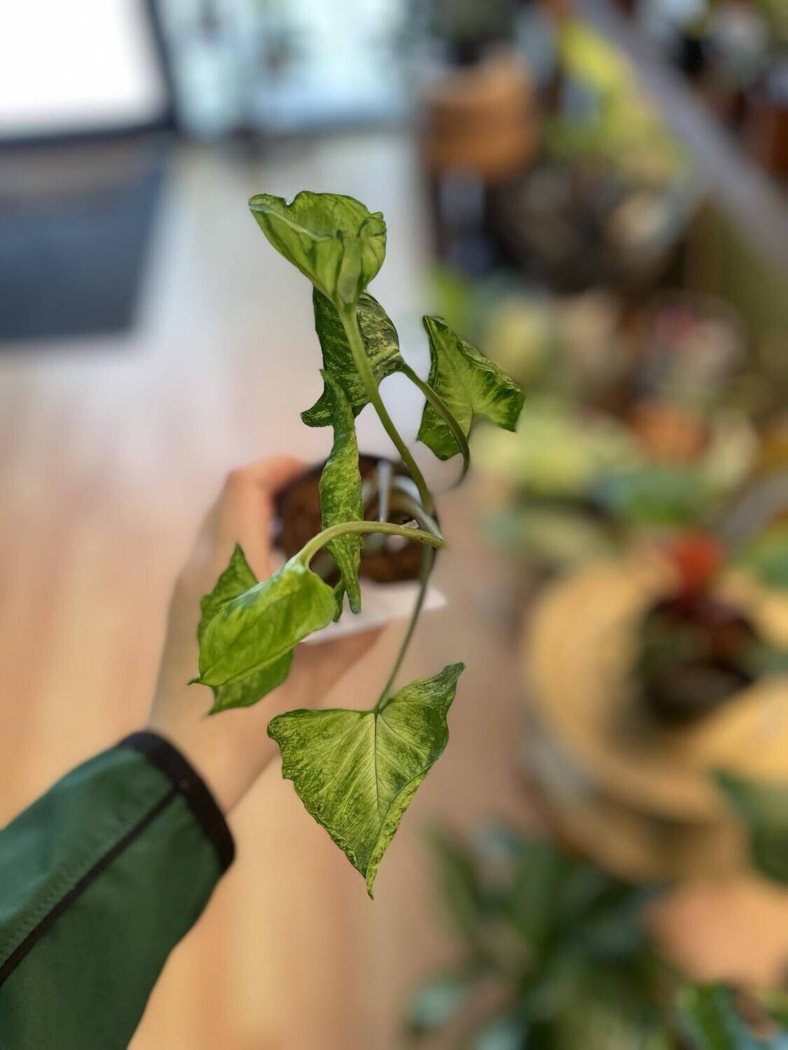 3.5&quot; Syngonium Godzilla 