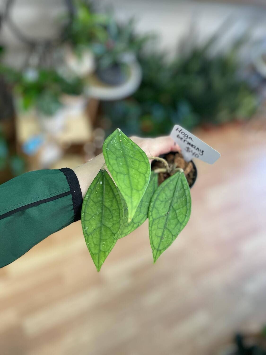 3.5&quot; Hoya Germany