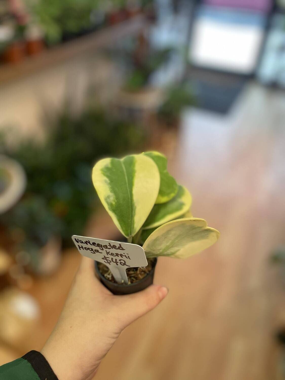 3.5&quot; Vairegated Hoya Kerri 