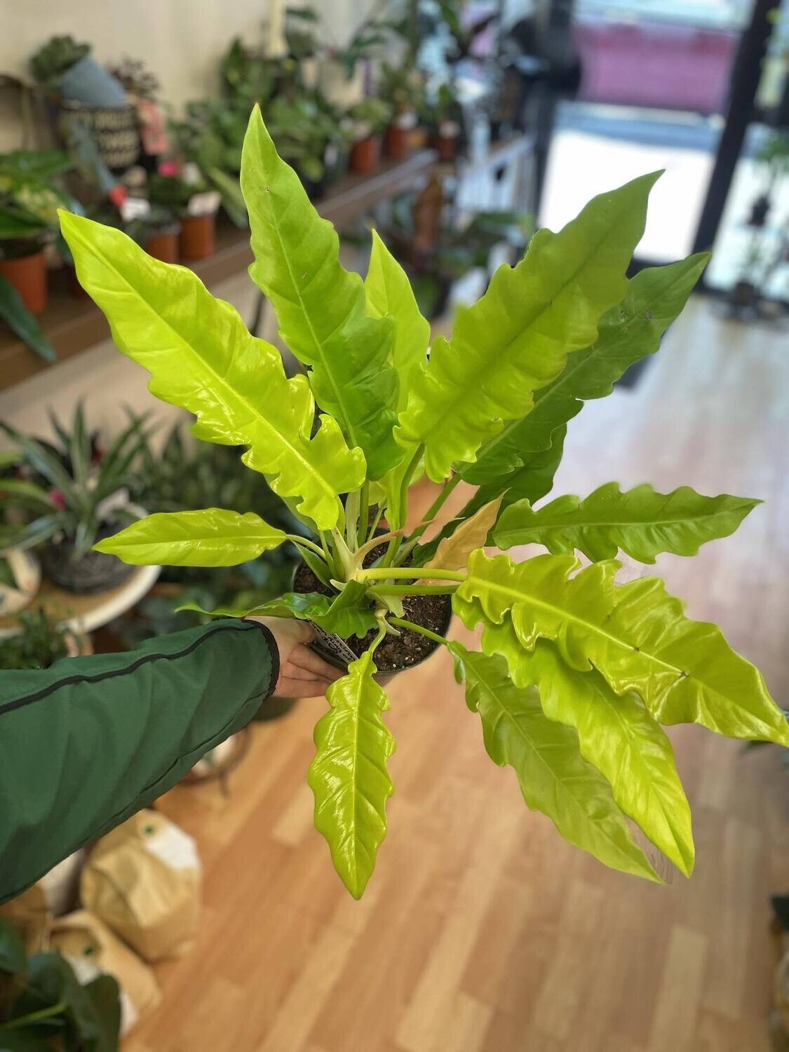 6&quot; Philodendron  Golden Ring of Fire