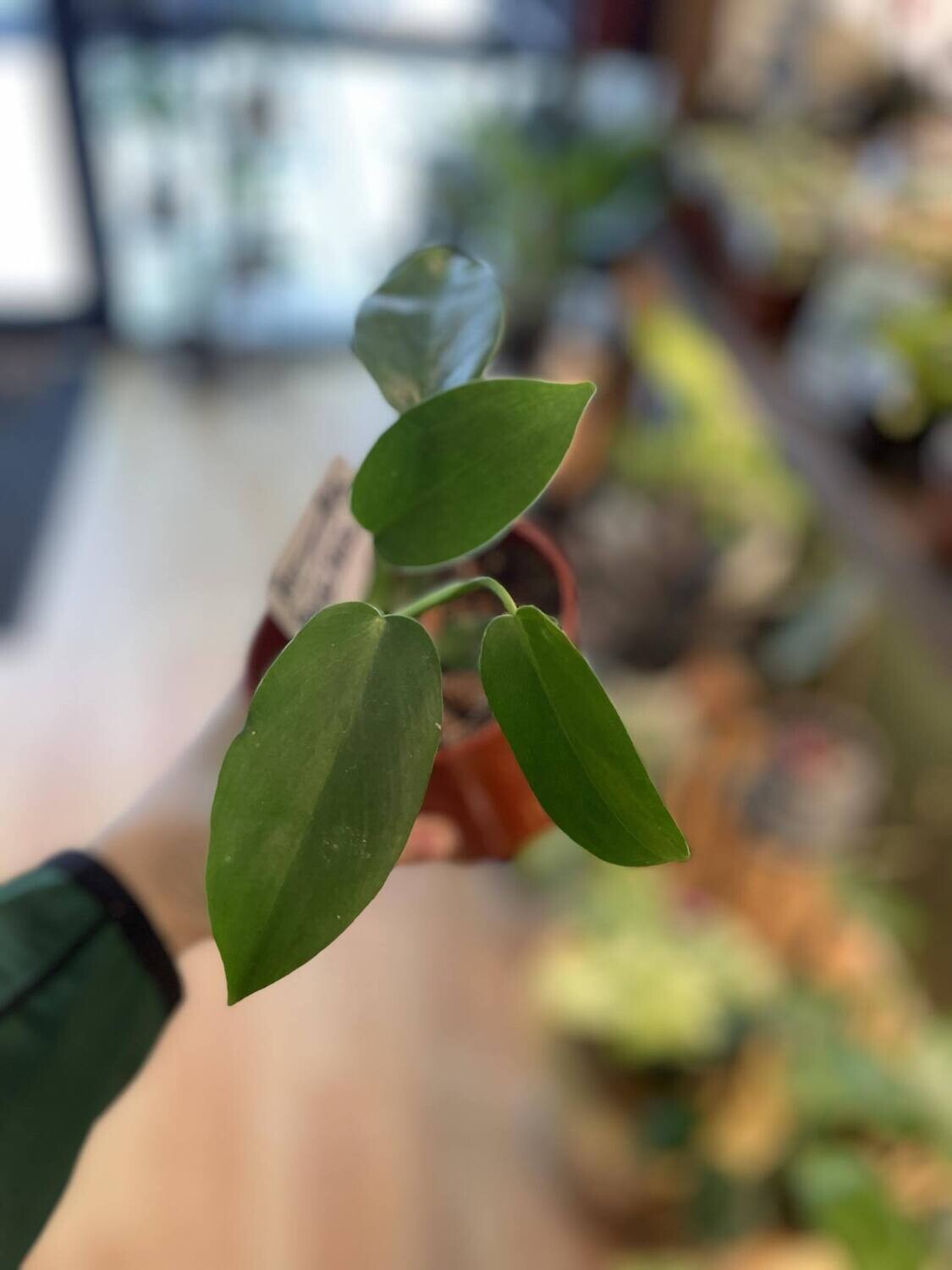 4&quot; Philodendron Jerry Horne