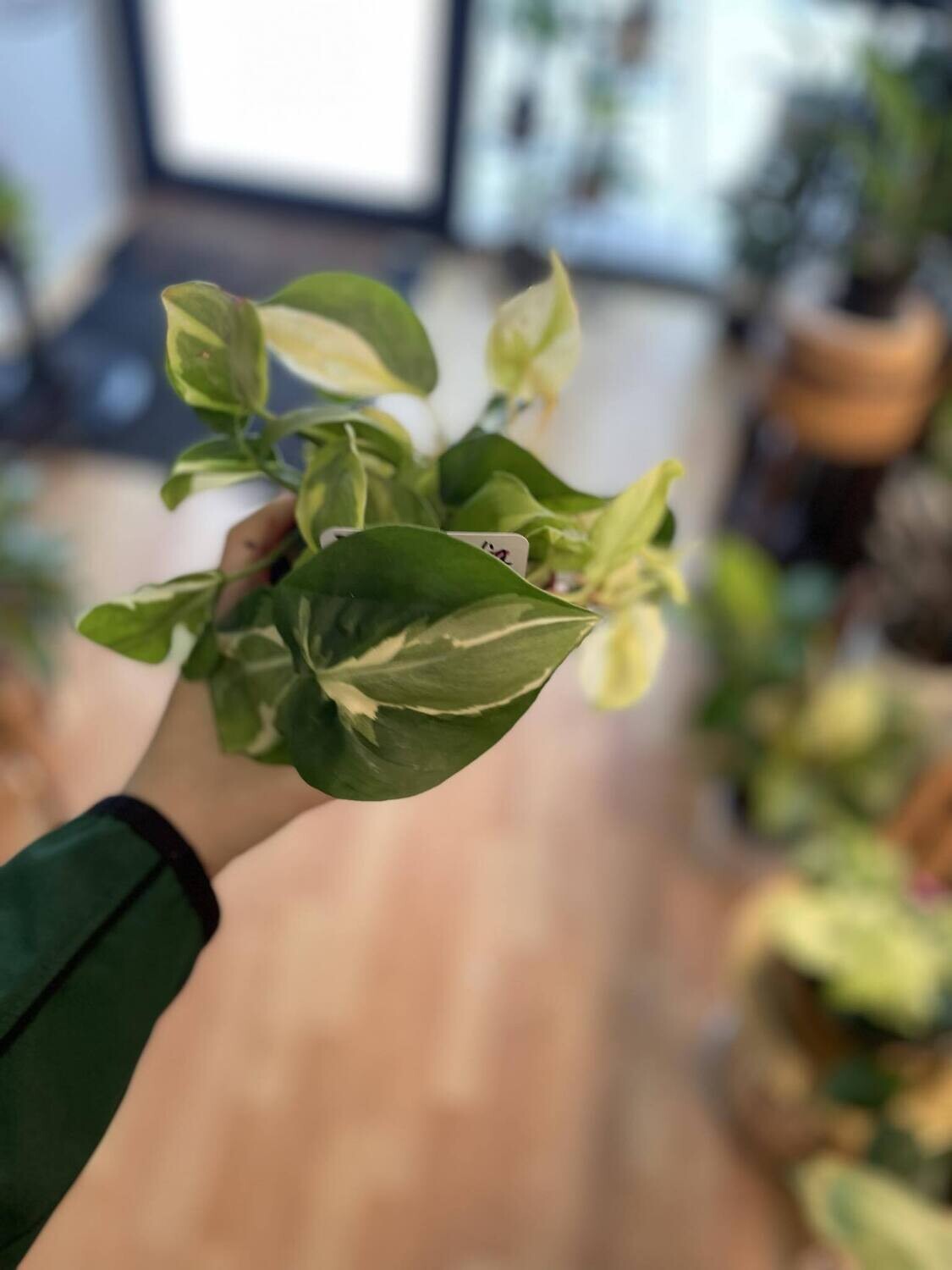 5&quot; Philodendron Cream Splash