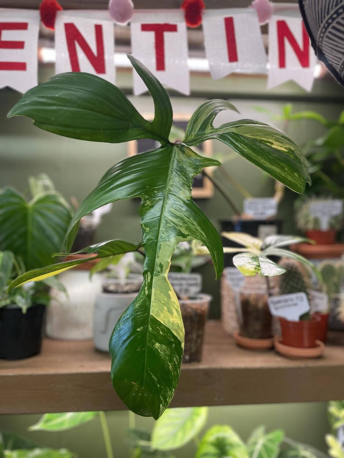 6&quot; Philodendron Florida Beauty