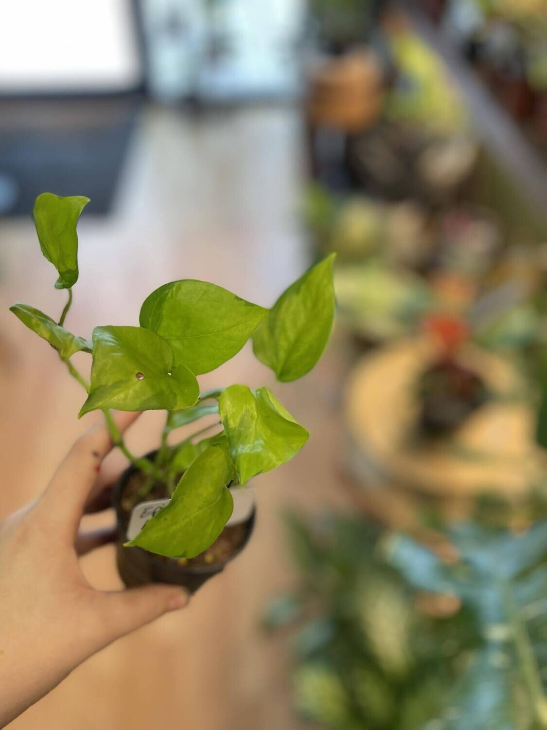 3.5&quot; Epipremnum Aureum Neon Joy 
