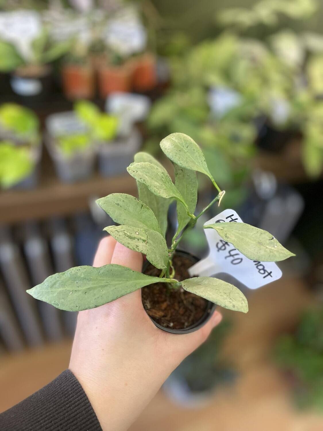 3.5&quot; Hoya New Guinea Ghost