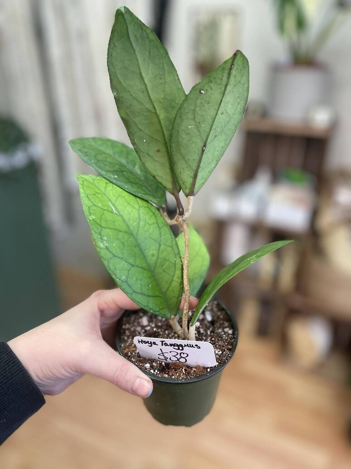 2.5&quot; Hoya Tanggamus