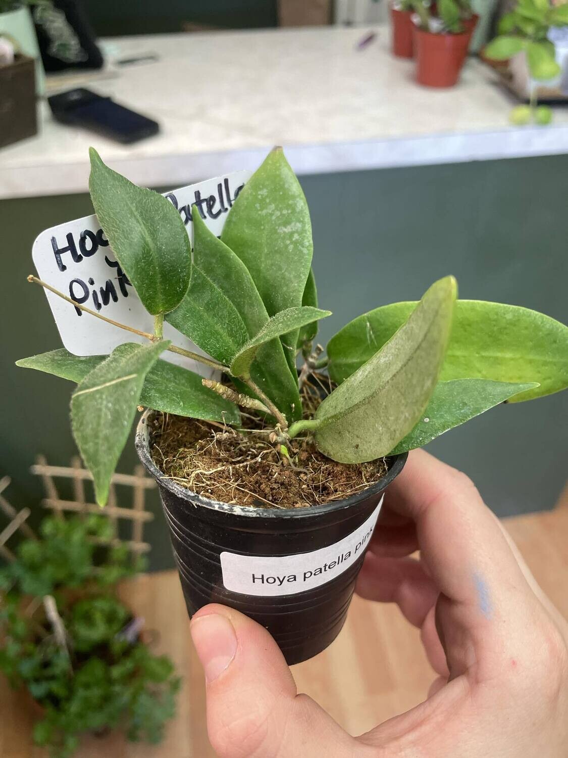 2.5&quot; Hoya Patella Pink