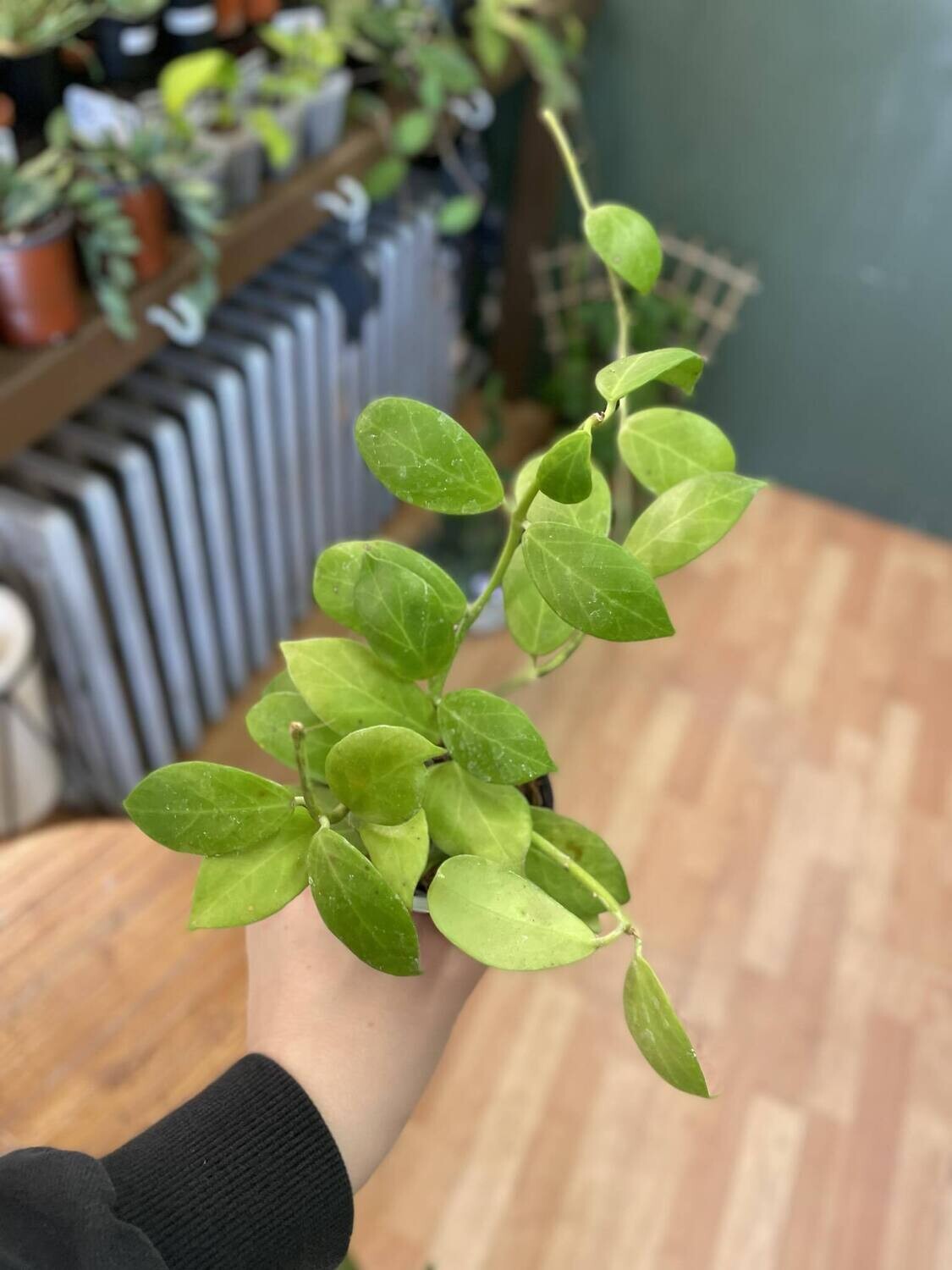 2.5&quot; Hoya Philipines