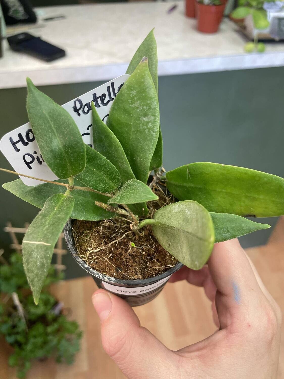 2.5&quot; Hoya Royal Hawaiin Purple