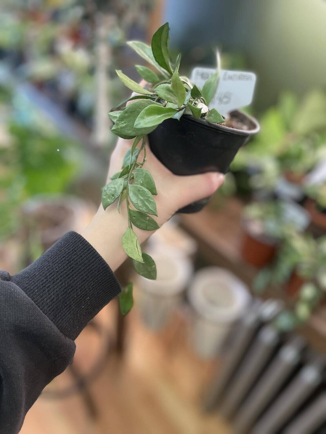 4&quot; Hoya Lacunosa Sliver
