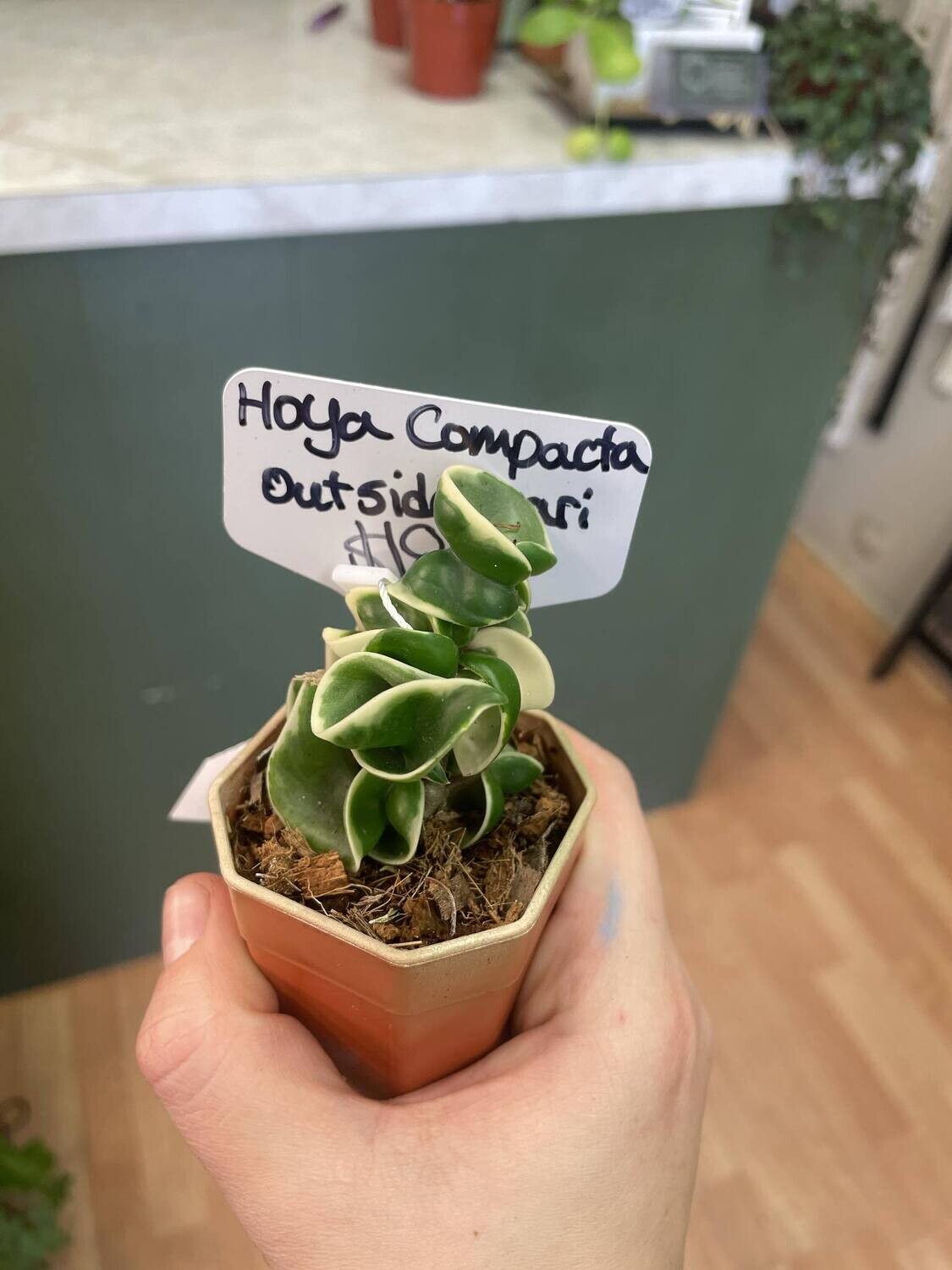 2.5&quot; Hoya Compacta Outer Variegation