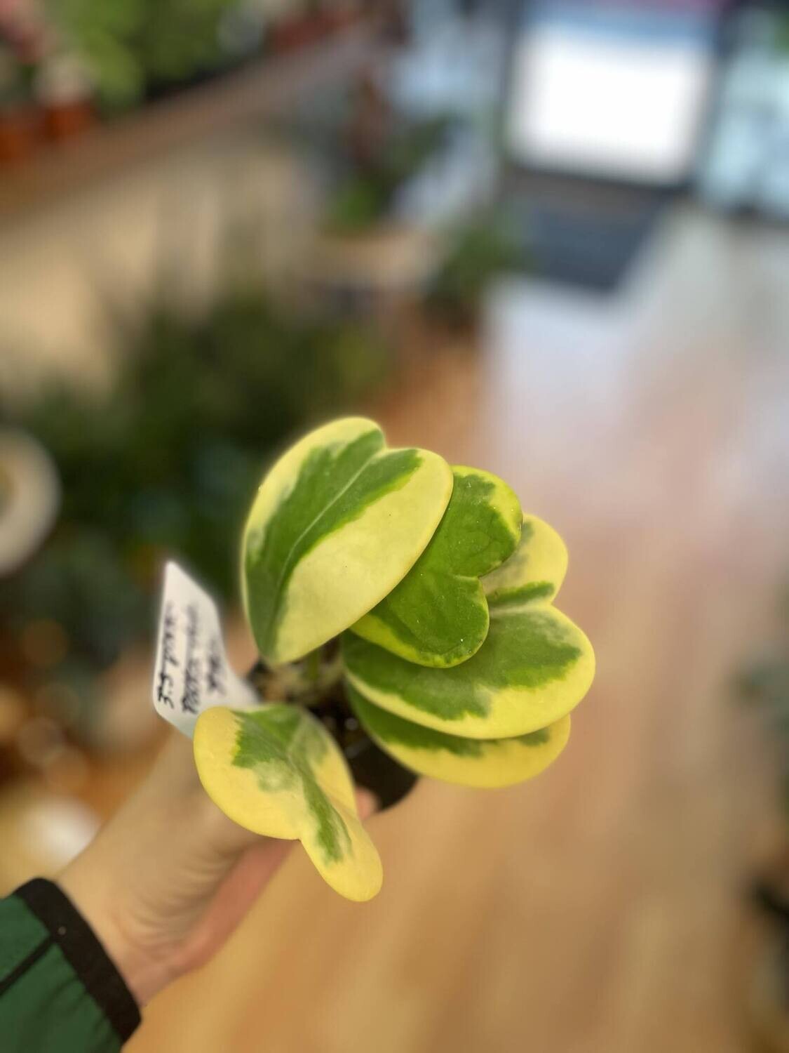2.5&quot; Hoya Kerri Outer Variegation