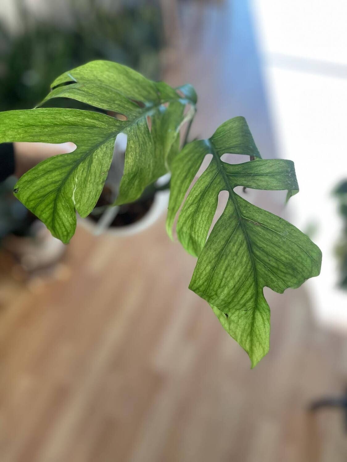 6&quot; Epipremnum Pinnatum Mint