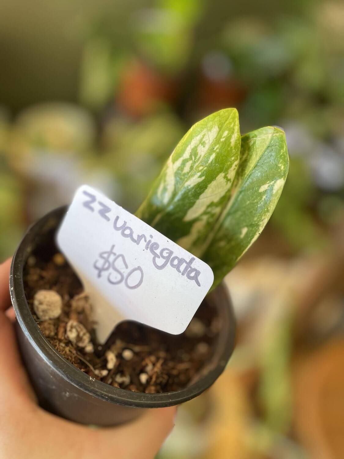 4&quot; Variegated ZZ