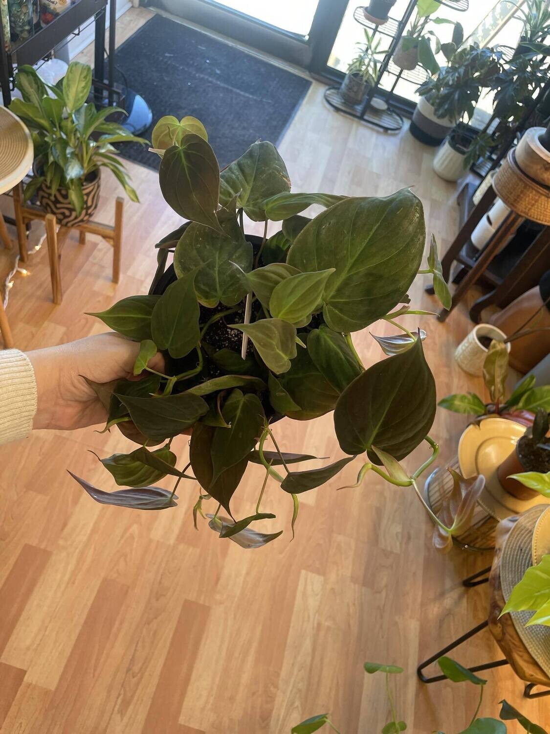6&quot; Philodendron Micans