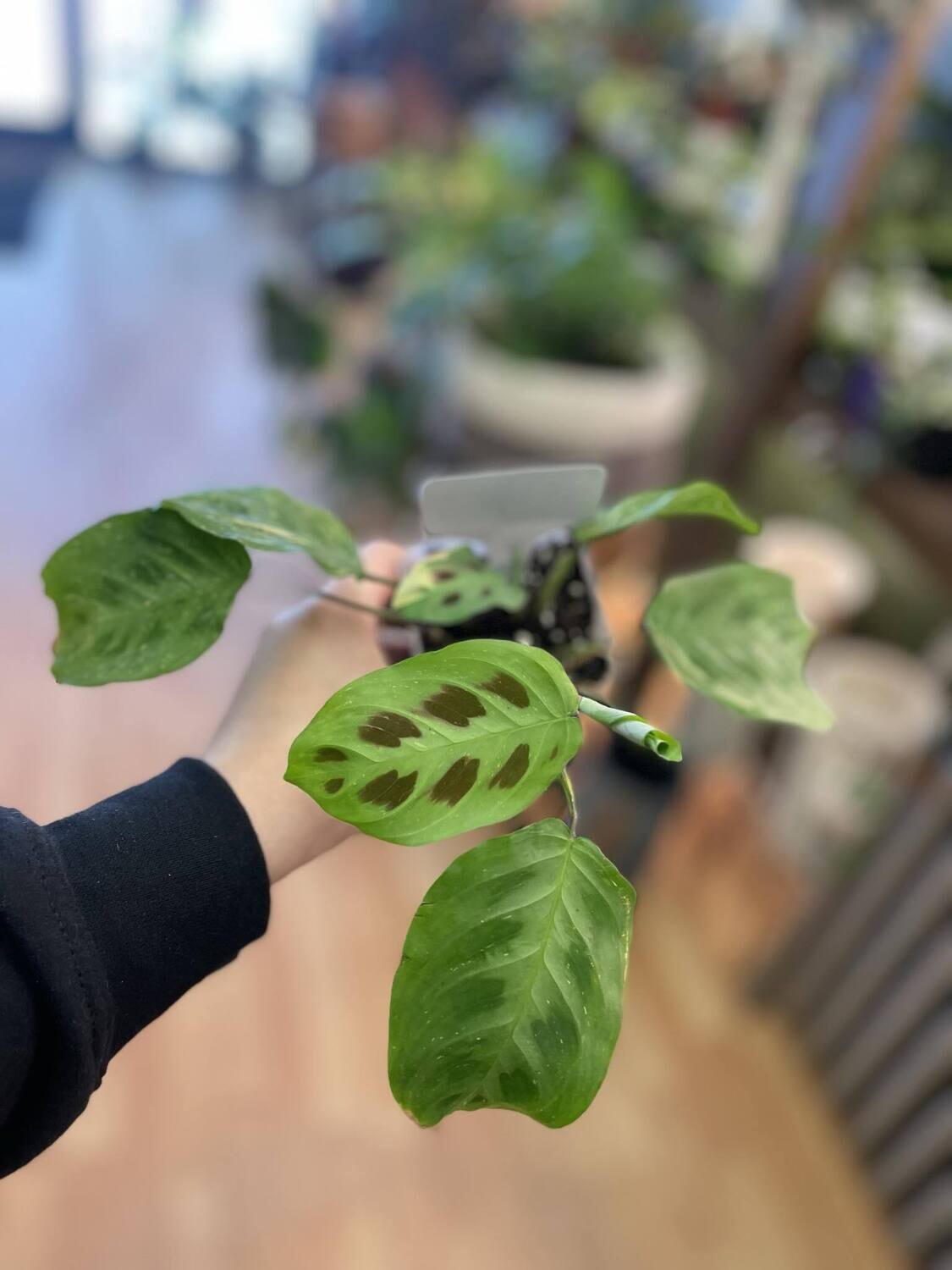 3.5&quot; Variegated Calathea Rabbit&#39;s Foot