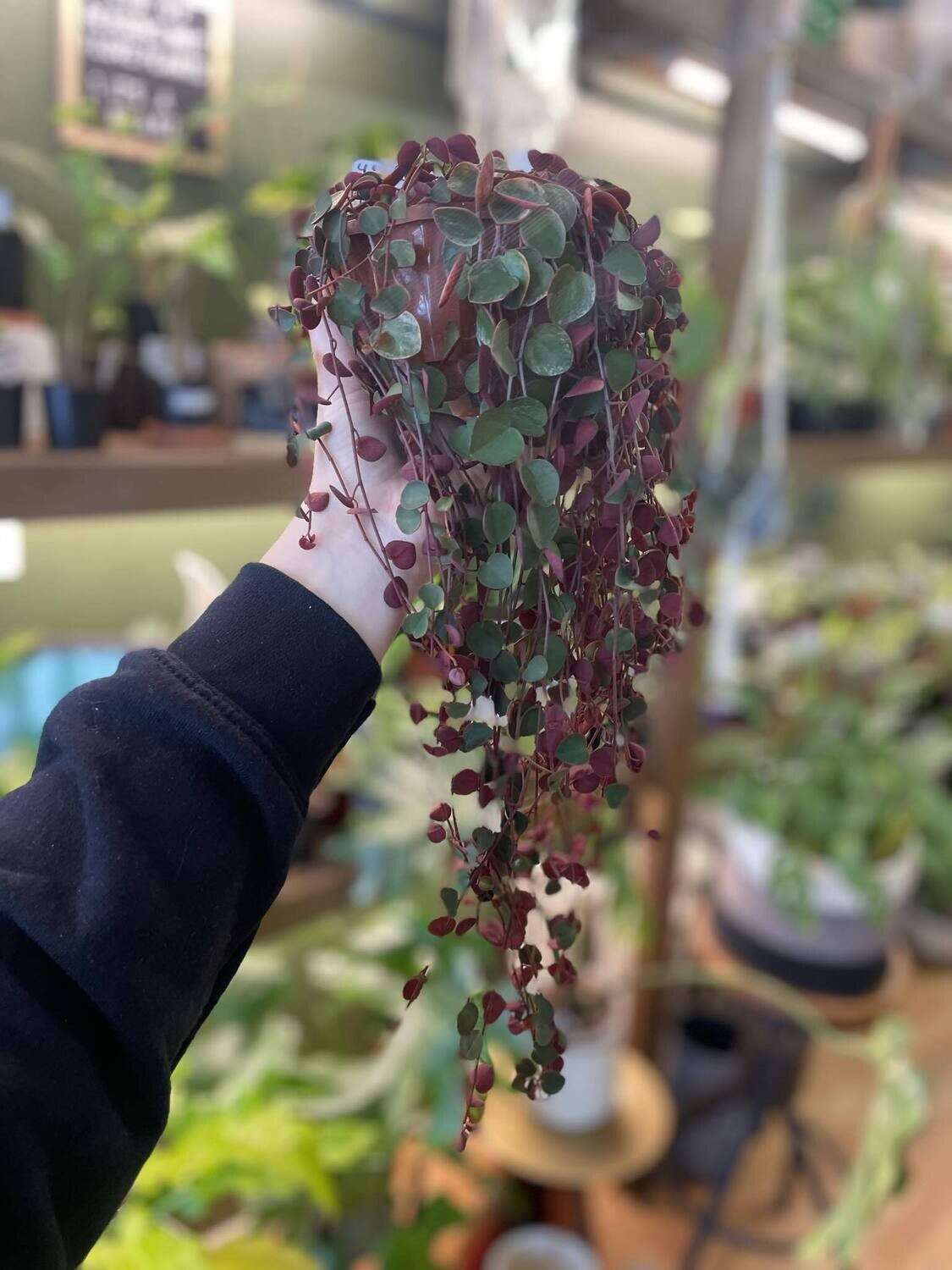 4.5&quot; Peperomia Ruby Cascade