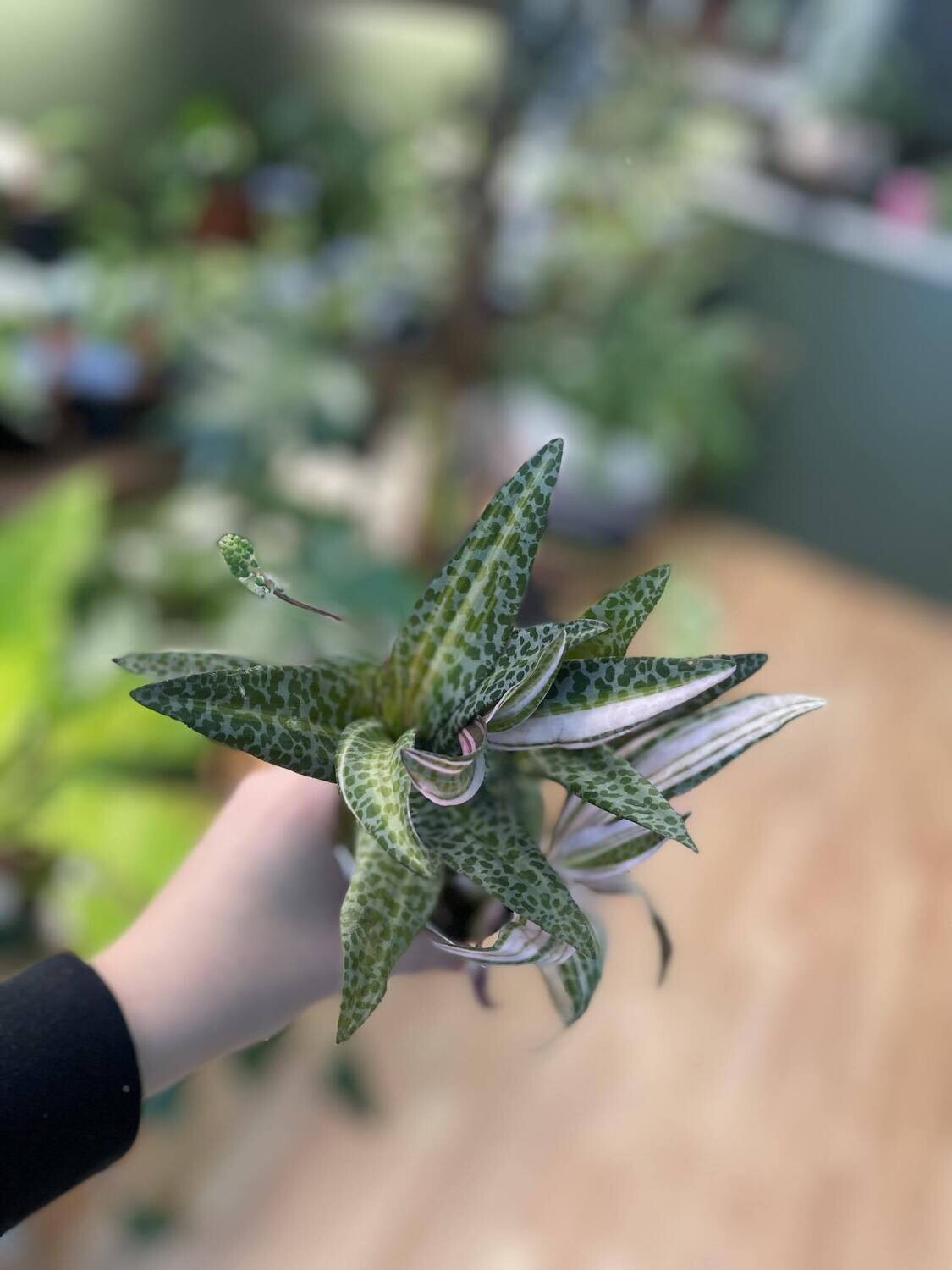 4&quot; Ledebouria socialis f. variegata