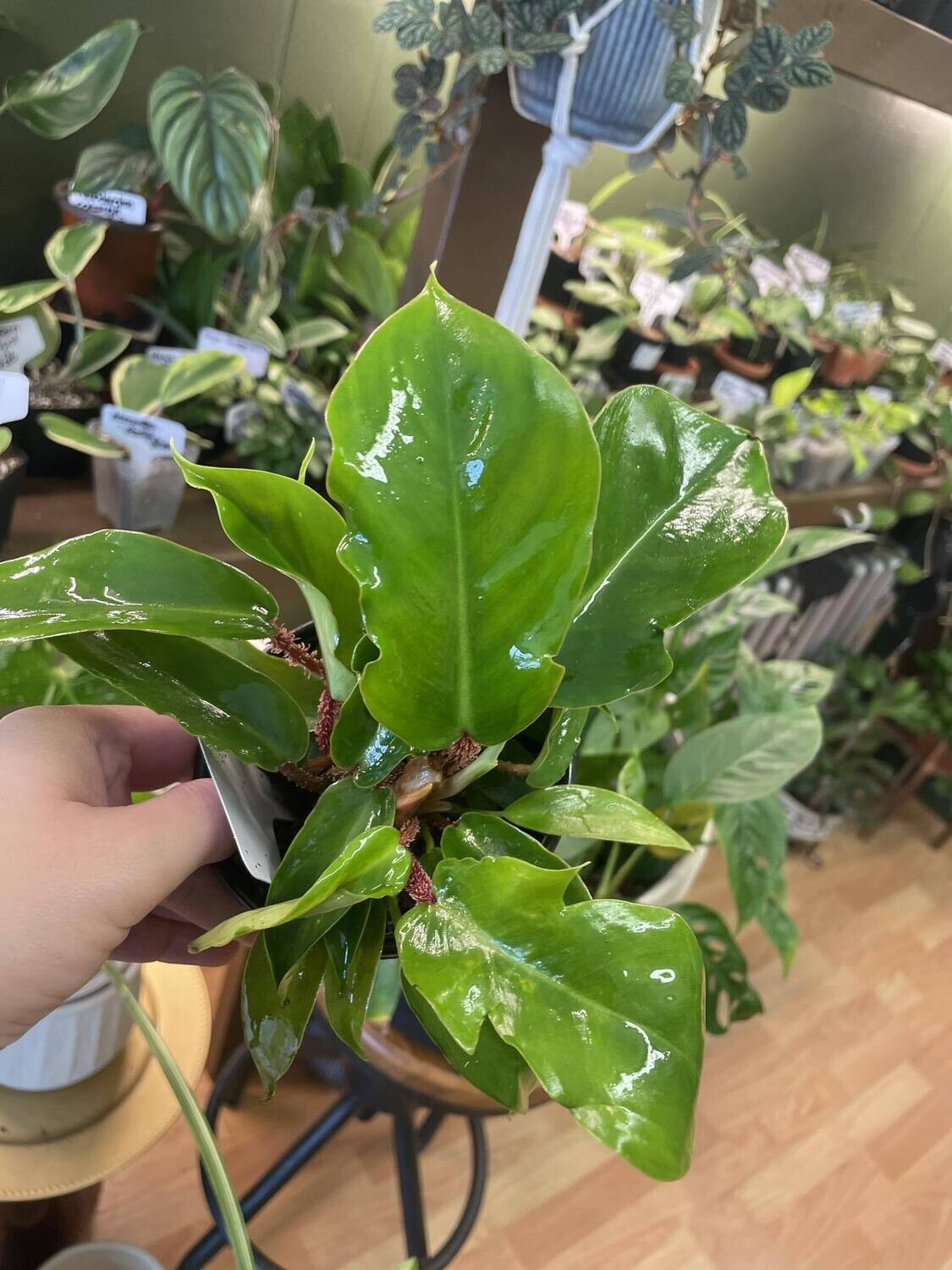 4.5&quot; Philodendron Squamiferum