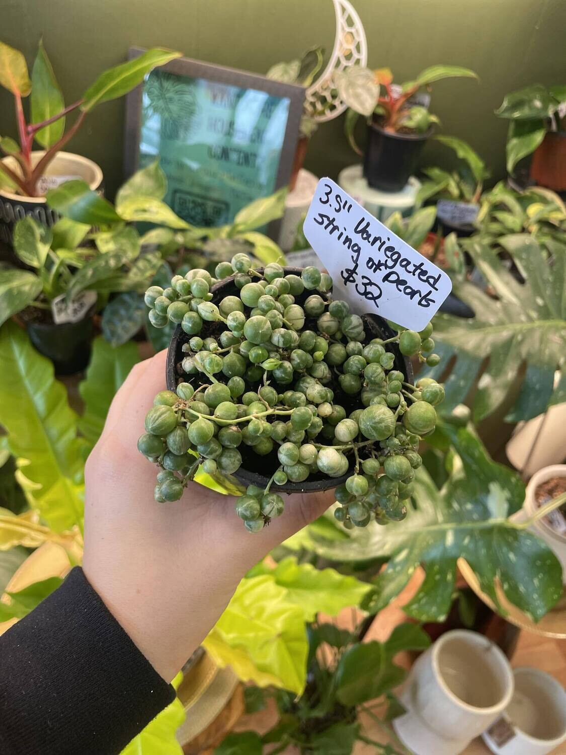 3.5&quot; Variegated String of pearls