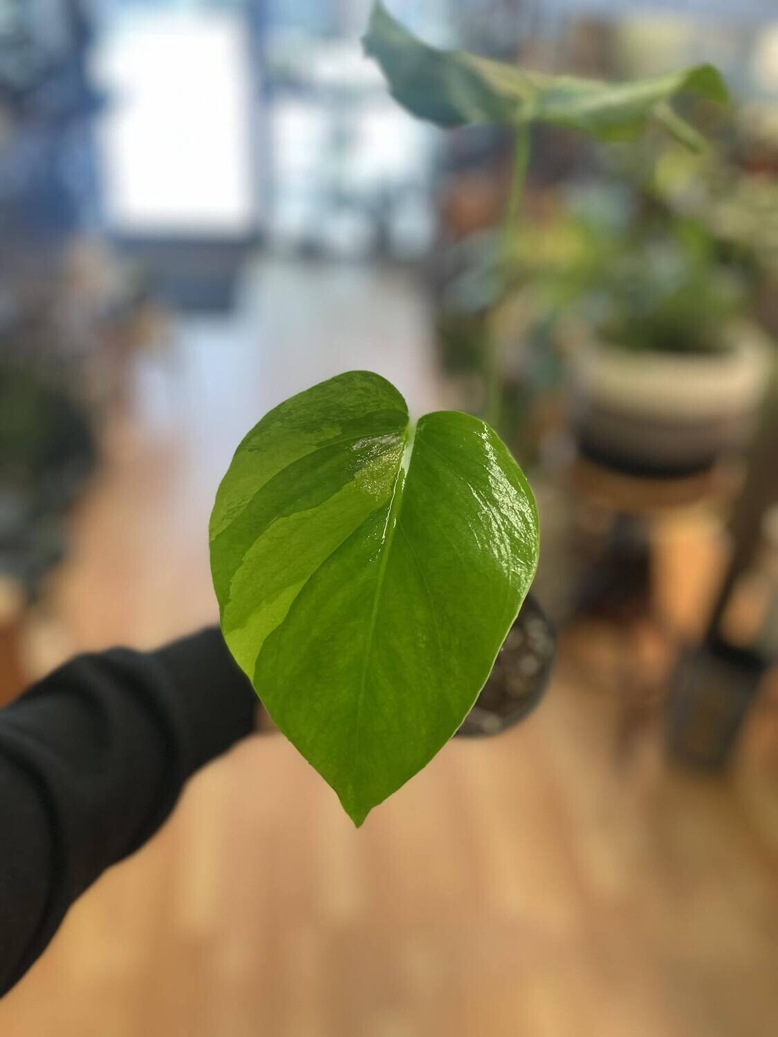 4&quot; Monstera Aurea