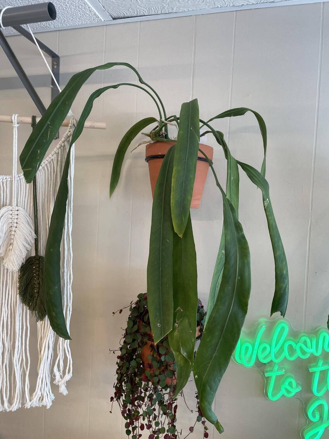 6&quot; Anthurium Vittarifolum