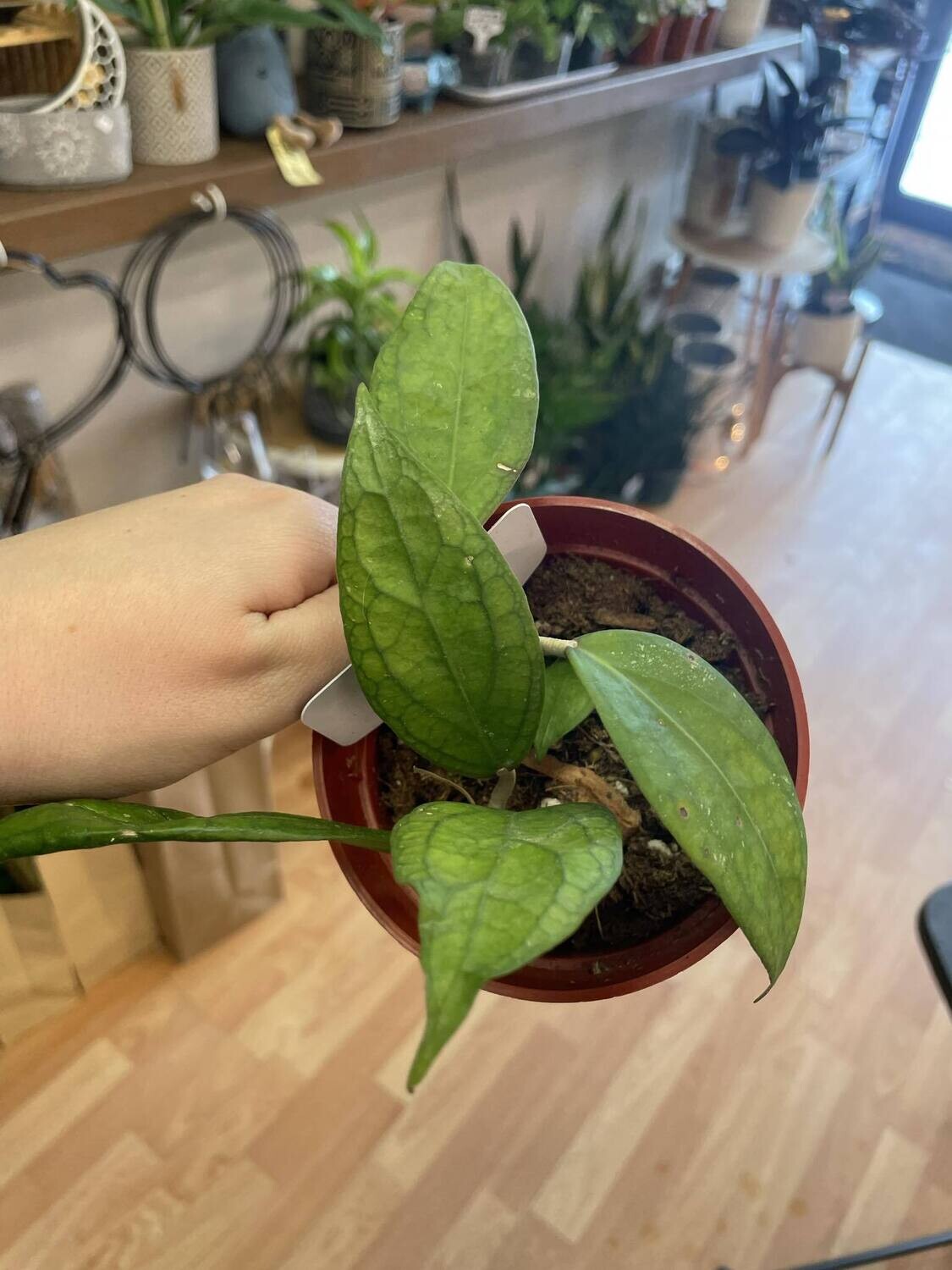 4&quot; Hoya Tequilla Sunrise
