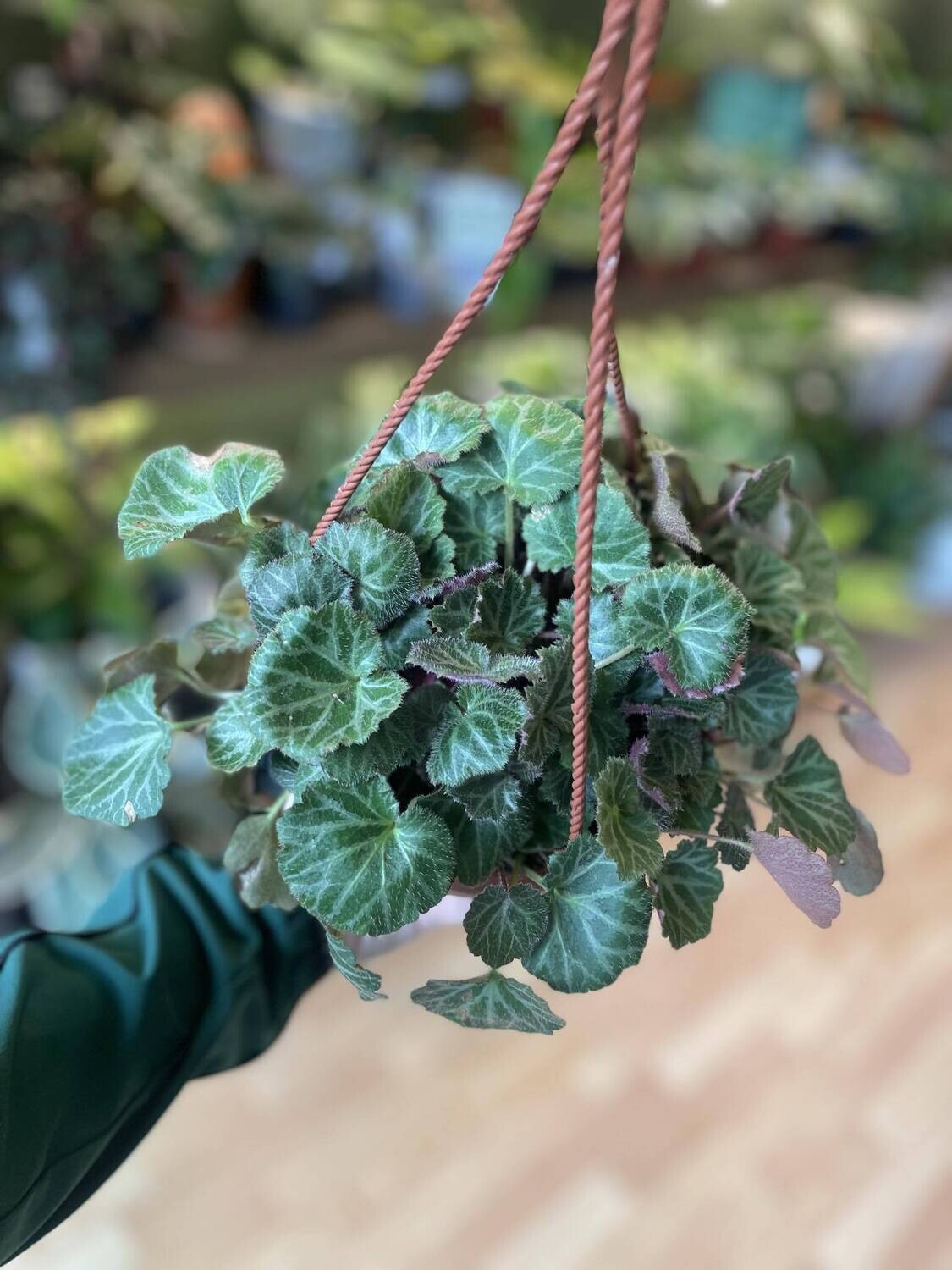 6&quot; Strawberry Begonia