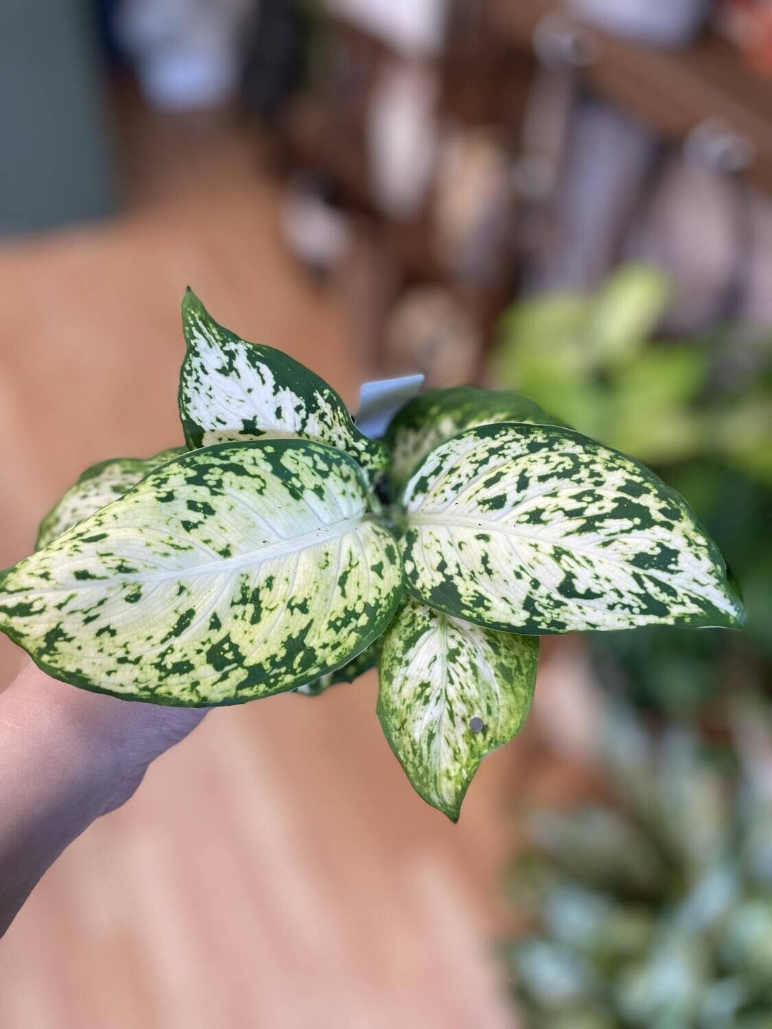 3.5&quot; Dieffenbachia Mary