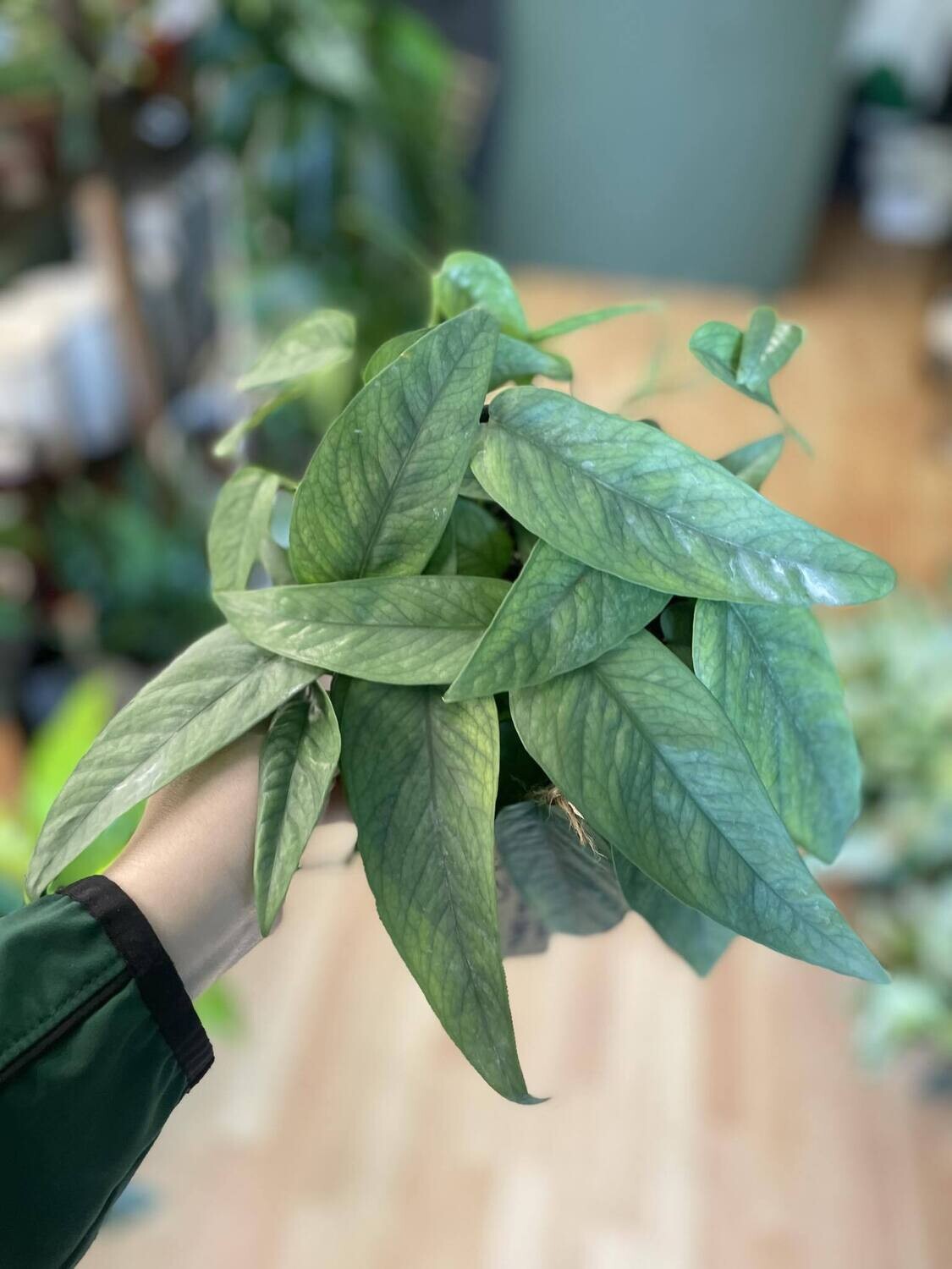 6&quot; Epipremnum Pinnatum Cebu Blue