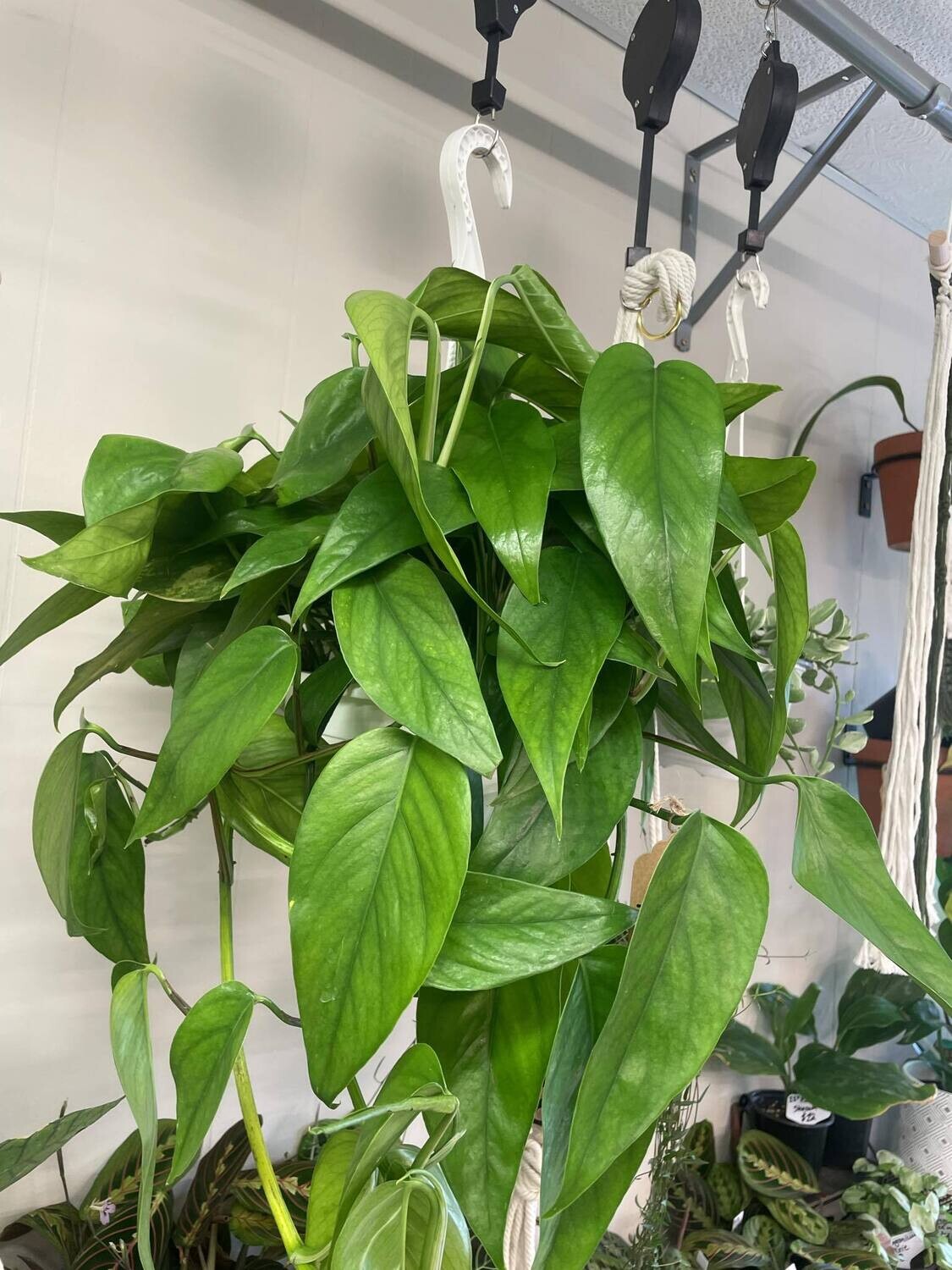 8&quot; Epipremnum Pinnatum Jade