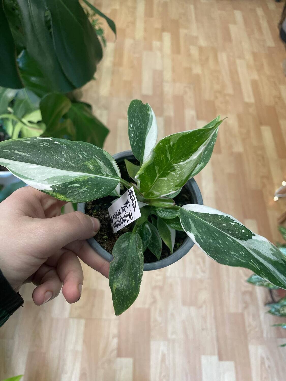 3.5&quot; Philodendron White Princess