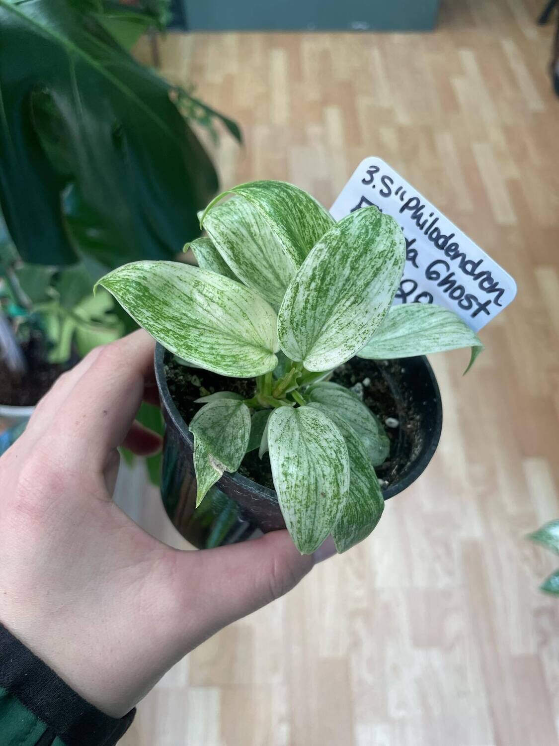 4&quot; Philodendron Florida Ghost