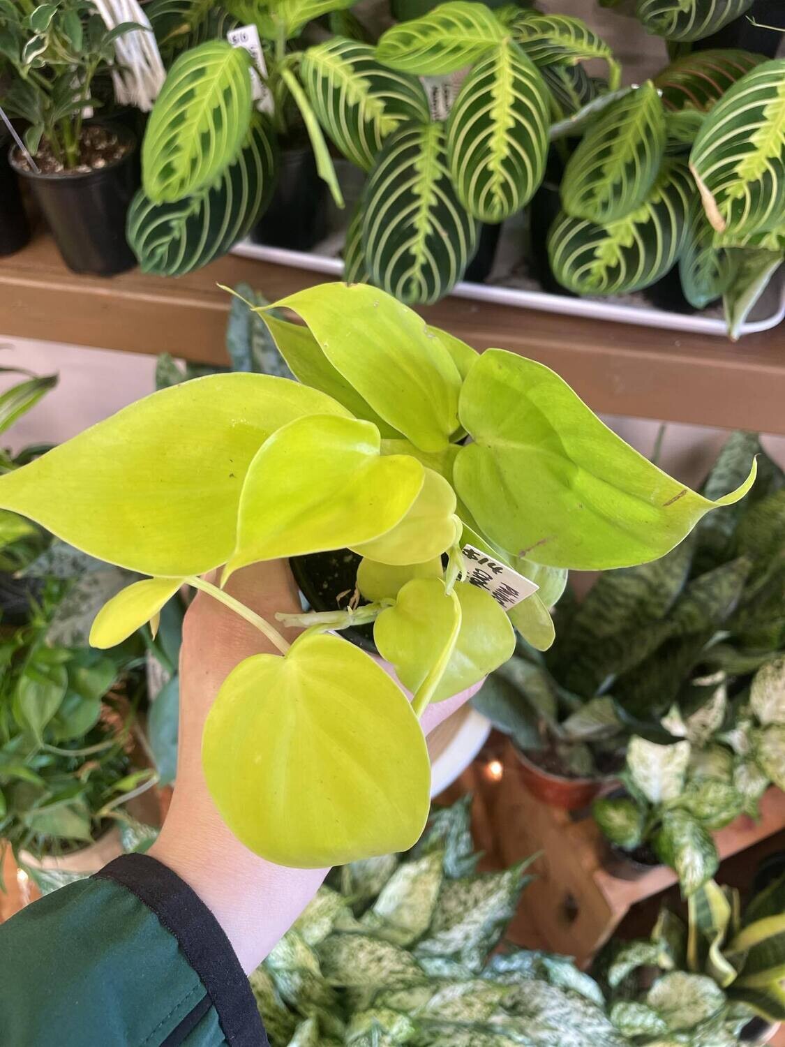 3.5&quot; Philodendron Cordatum Neon