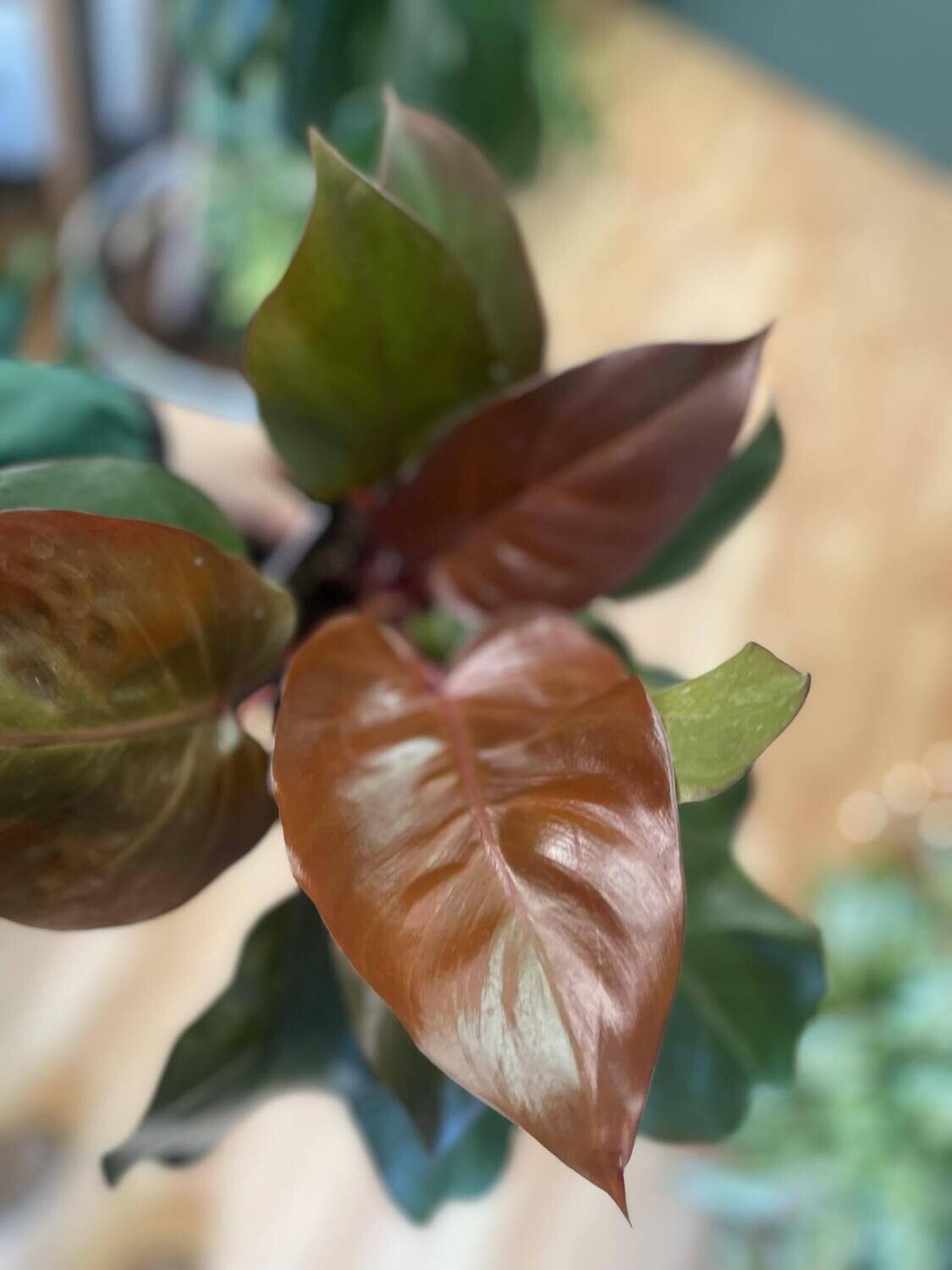 6&quot; Philodendron McColleys Finale