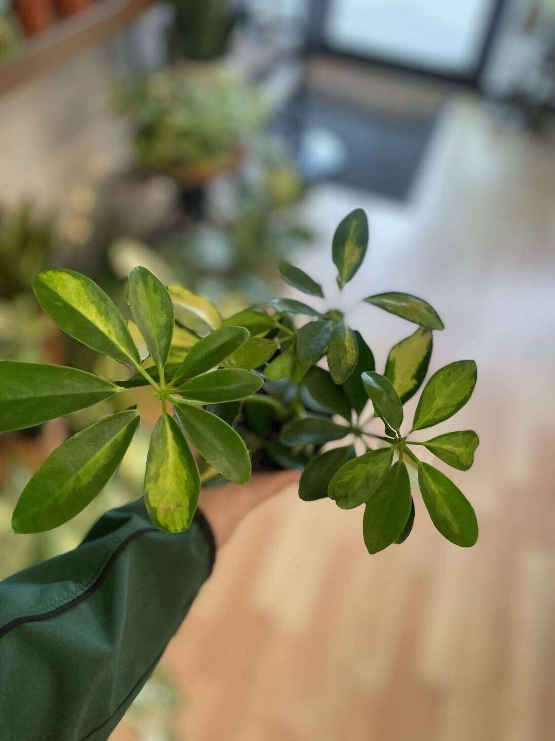 4&quot; Schefflera Abricola Variegata