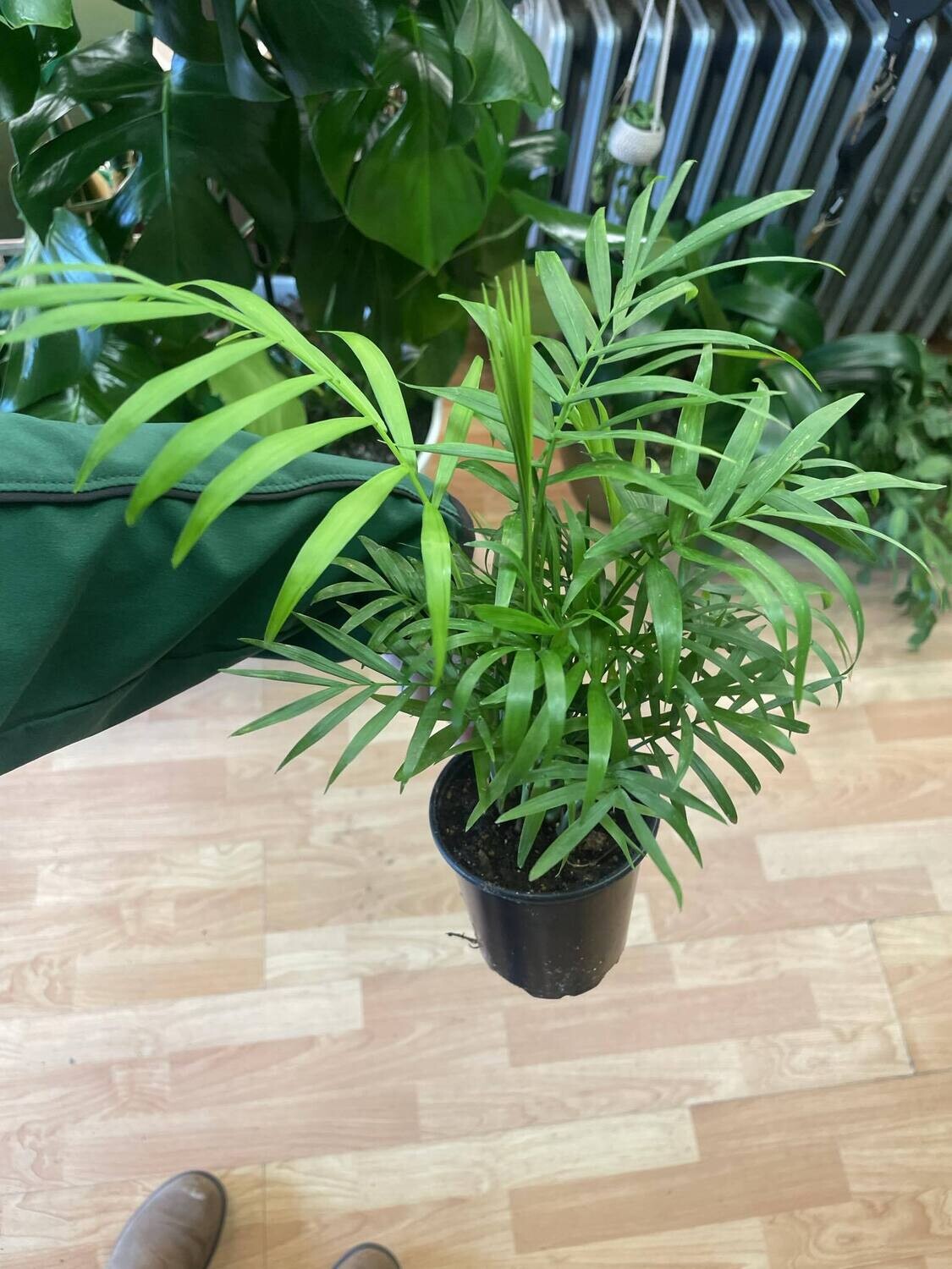 3.5&quot; Parlour Neanthabella Palm