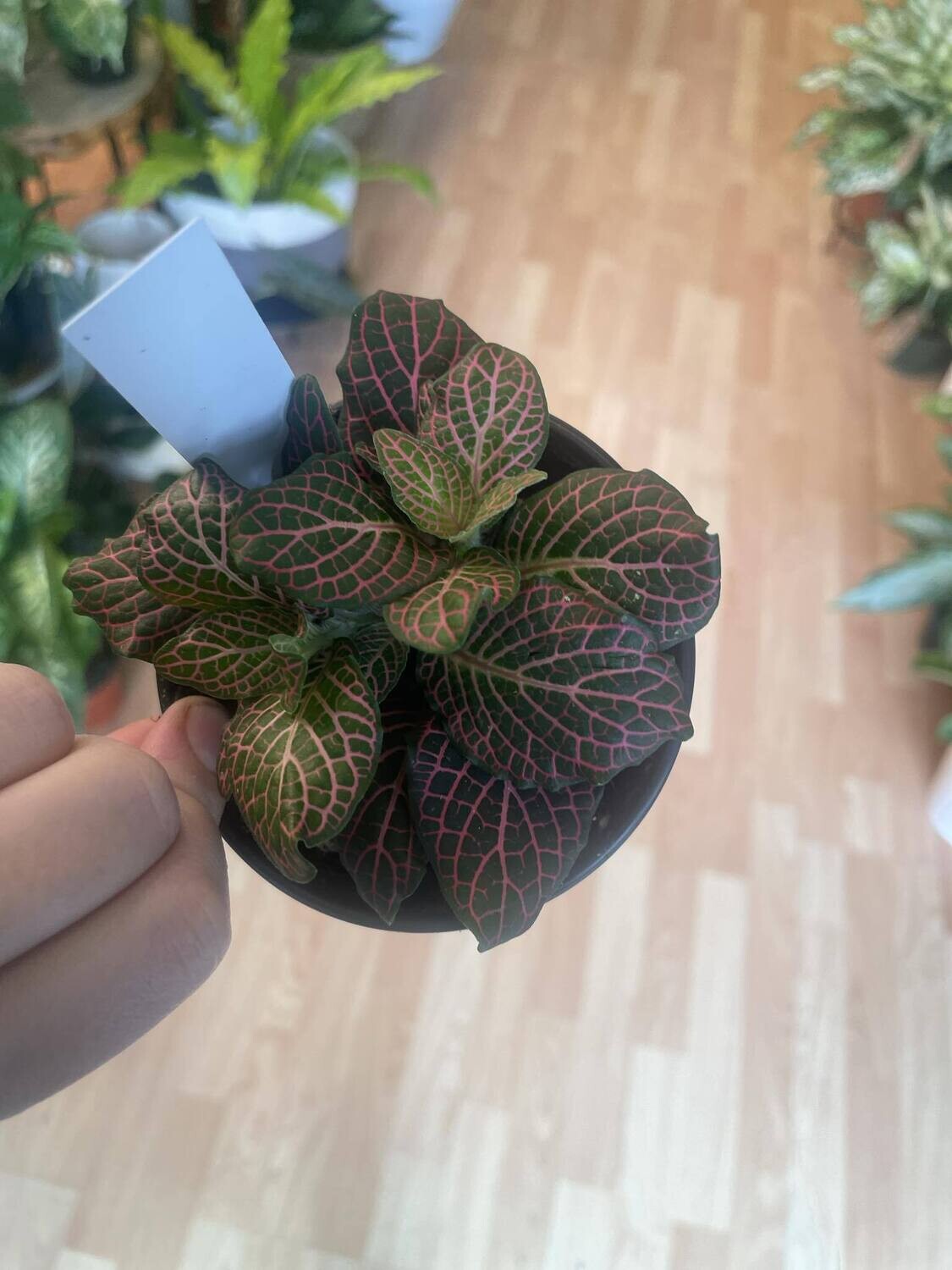 3.5&quot; Pink Fittonia