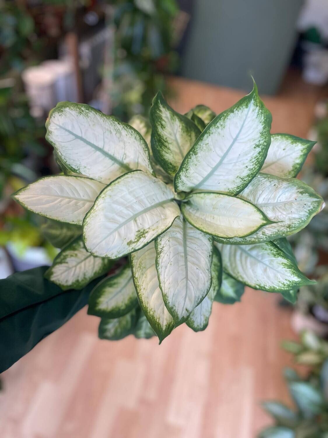 6&quot; Dieffenbachia Camile