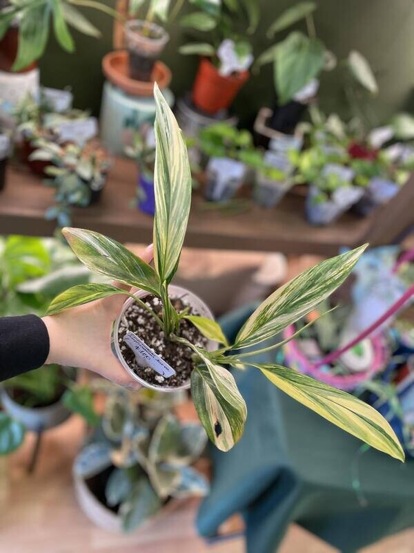 6&quot; Epipremnum Amplissmum Aurea Variegata