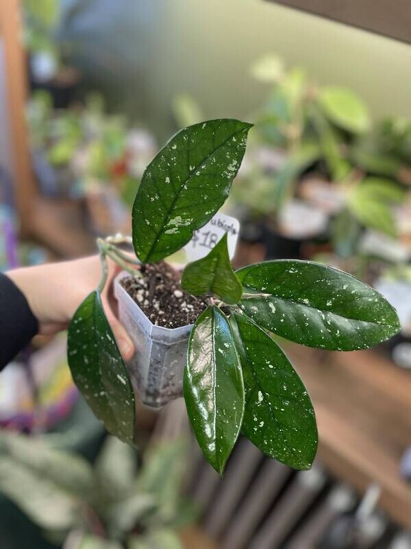4&quot; Hoya Pubicalyx