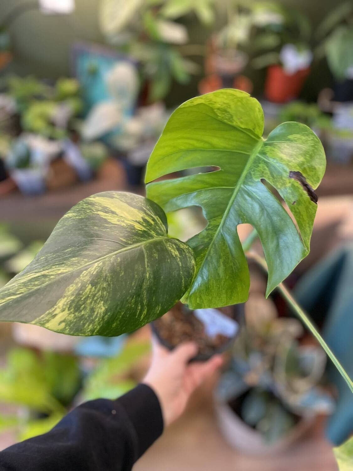 6&quot; Monstera Aurea