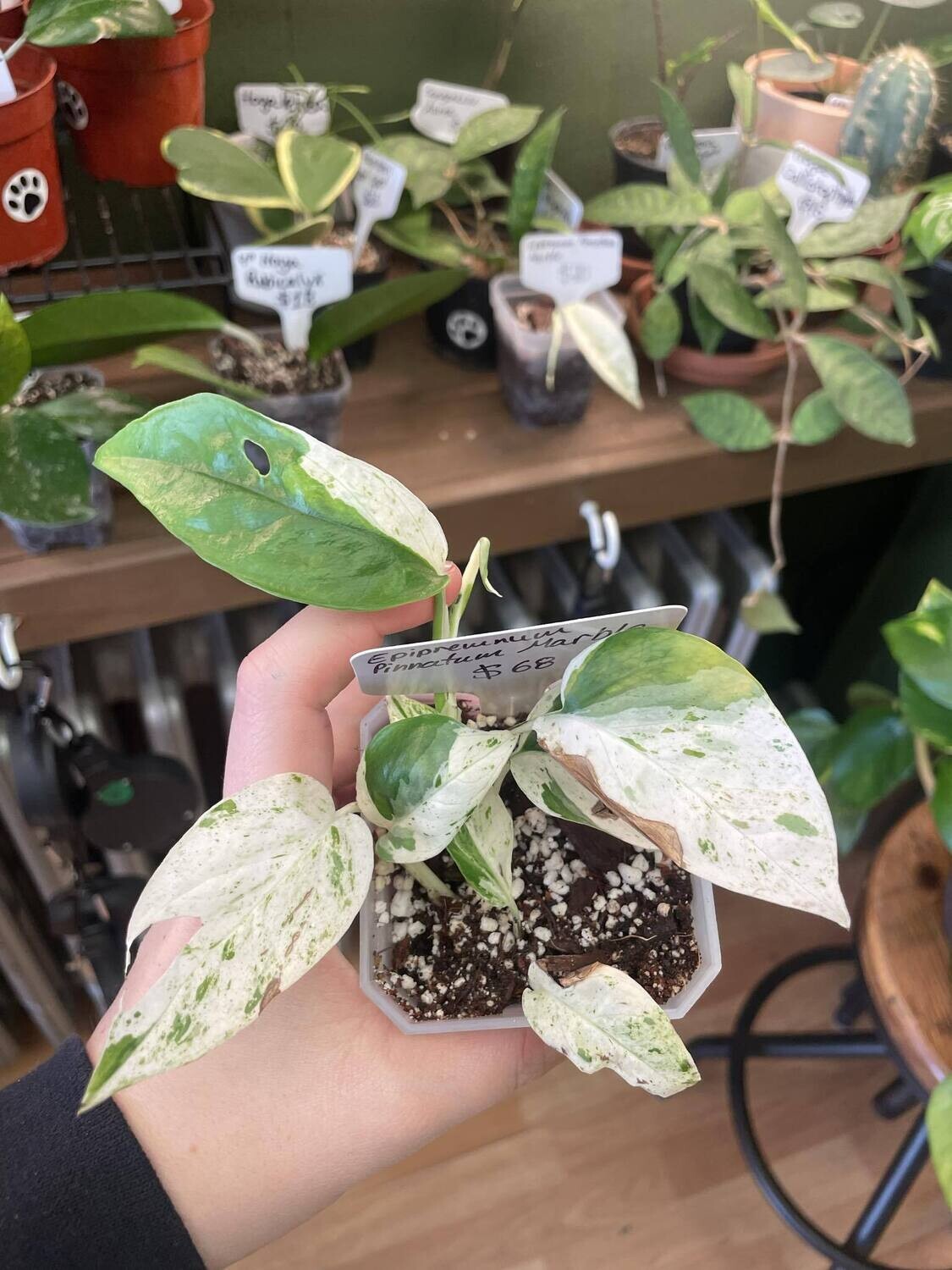 3.5&quot; Epipremnum Pinnatum Marble