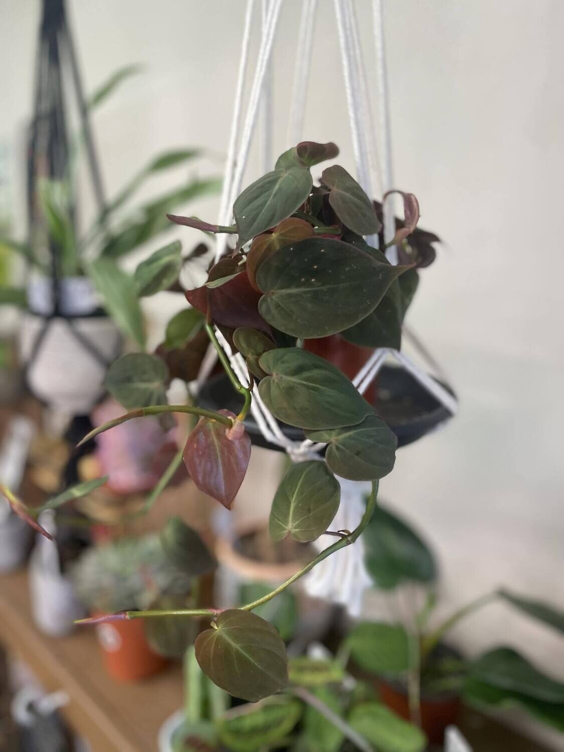 4.5&quot; Philodendron Micans