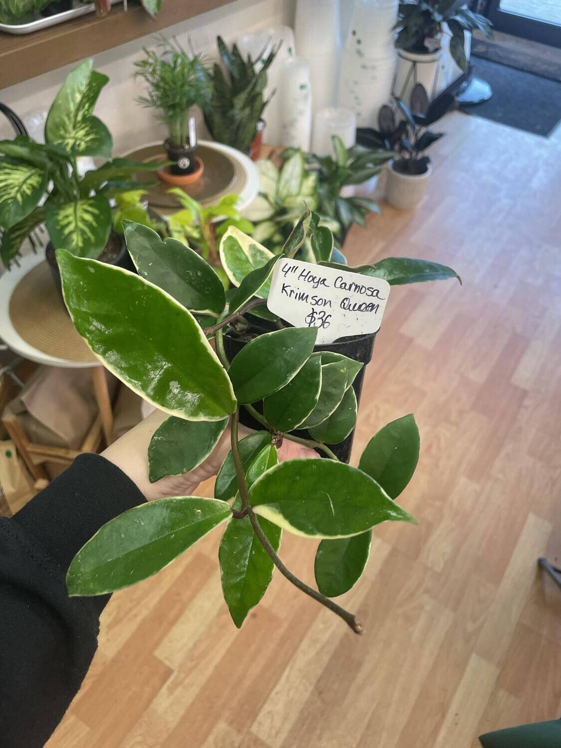 4.5&quot; Hoya Carnosa Krimson Queen