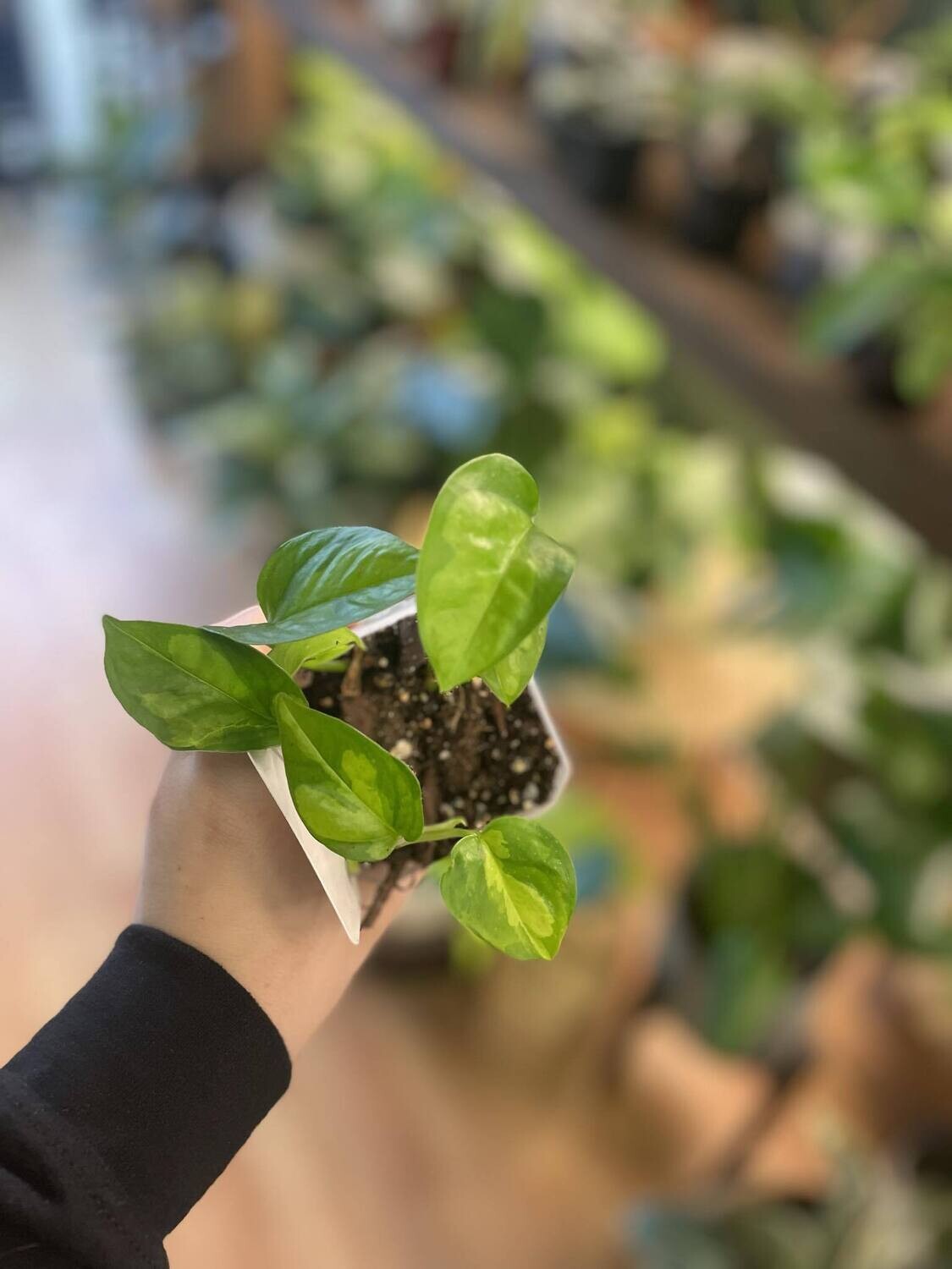 3.5&quot; Epipremnum Aureum Global Green